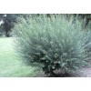 CZ Grain 2 Basket Willow Bush Cuttings Salix Purpurea Prized