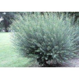 CZ Grain 2 Basket Willow Bush Cuttings Salix Purpurea Prized for Branches to Make Baskets