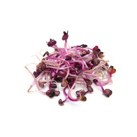 100+ pk Rambo Radish Seed, Home Garden, Sprouting Seeds
