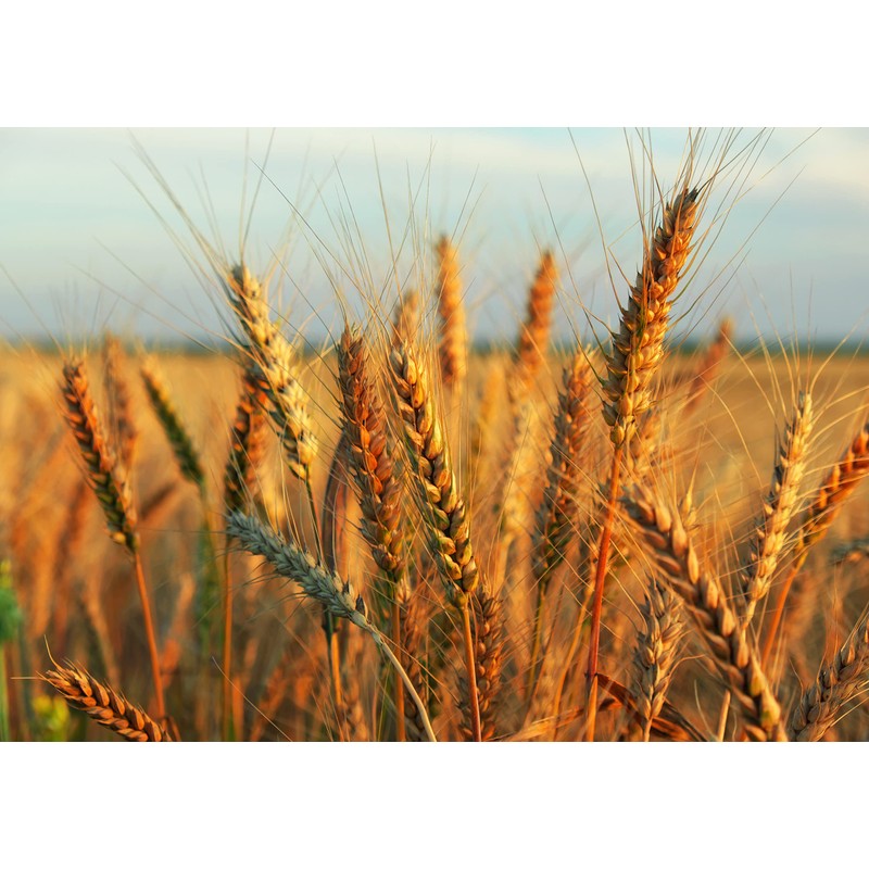 Food to Live Hard Red Wheat Berries, 1 Pound –