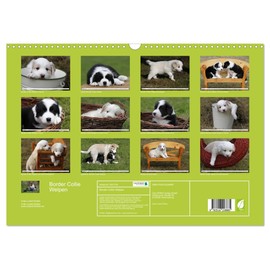 Border Collie Welpen (Wandkalender 2026 DIN A3 quer), CALVENDO Monatskalender