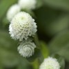 Outsidepride Gomphrena White - 1000 Seeds