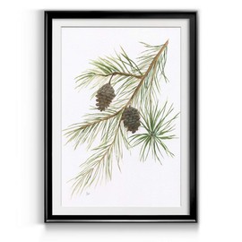Renditions Gallery Pine with Pinecone II Premium Black Framed Print, Ready to Hang, 24 in H x 18 in W, Made in America Print