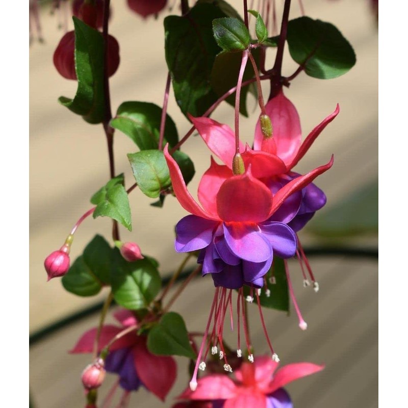 100 Pcs Fuchsia Flower Seeds Perennial Home Plant Bonsai