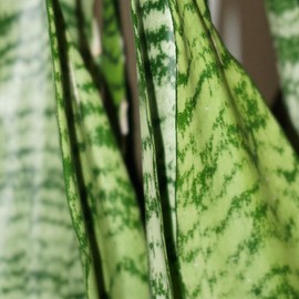 United Nursery Sansevieria Zeylanica Live Indoor Snake Plant Shipped in 6 inch Grower Pot 18-22 inch Shipping Size
