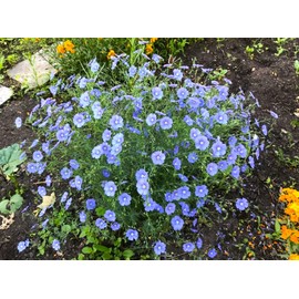 TomorrowSeeds - Blue Flax Seeds - 1000+ Count - for 2025 Planting Linum Perenne Lewis Lavender Sky Blue Prairie Wild Alpine Lint Perennial Garden Wildflower Flower Grow Your Own Home Farm Patio