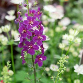 Outsidepride 1000 Seeds Perennial Verbascum Mullein Violetta Purple Flower Seeds for Planting