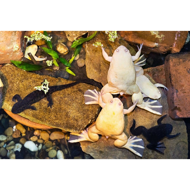 African Clawed Frog Soft Food Bits - Aquatic Frog Food