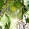 60 Pcs 5.9''×7.8'' Drawstring Fruit Netting Bags, Reusable Garden Netting