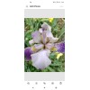 Bearded Iris 15 Bearded Iris Rhizomes – Easy to Grow,