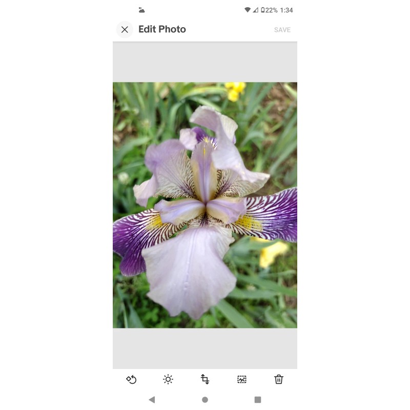 Bearded Iris 15 Bearded Iris Rhizomes – Easy to Grow,