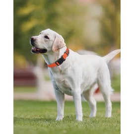 Joytale Reflective Dog Collar, Adjustable Nylon Pet Collar with Quick-Release Buckle for Medium Dogs, Orange, M
