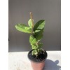 Guava Tree 10” Seedling Tropical Live Plant Guava Fruit Tree