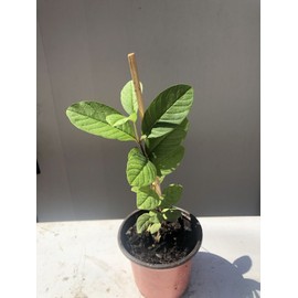 Guava Tree 10” Seedling Tropical Live Plant Guava Fruit Tree Ready To Plant