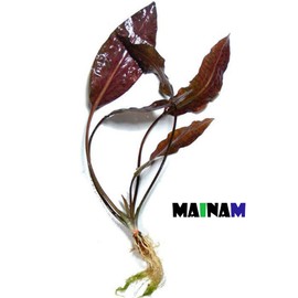 Mainam (Crypt Wendtii Green) Cryptocoryne Wendtii Stem Bundle Freshwater Live Aquarium Plants Decoration