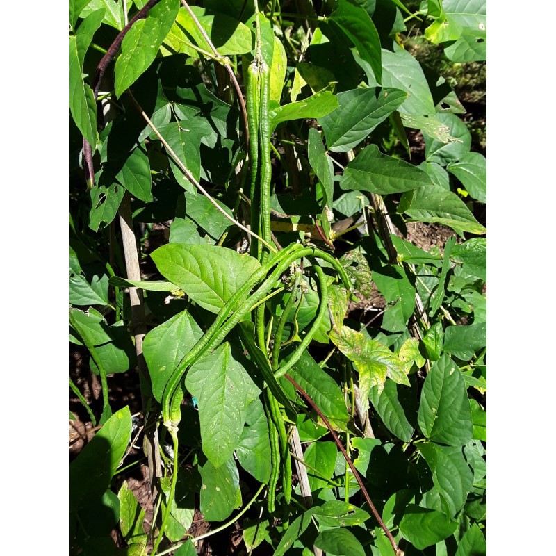 15 Organic Asian Long Bean Seeds (Green,Long Variety),Rare type.US grown.