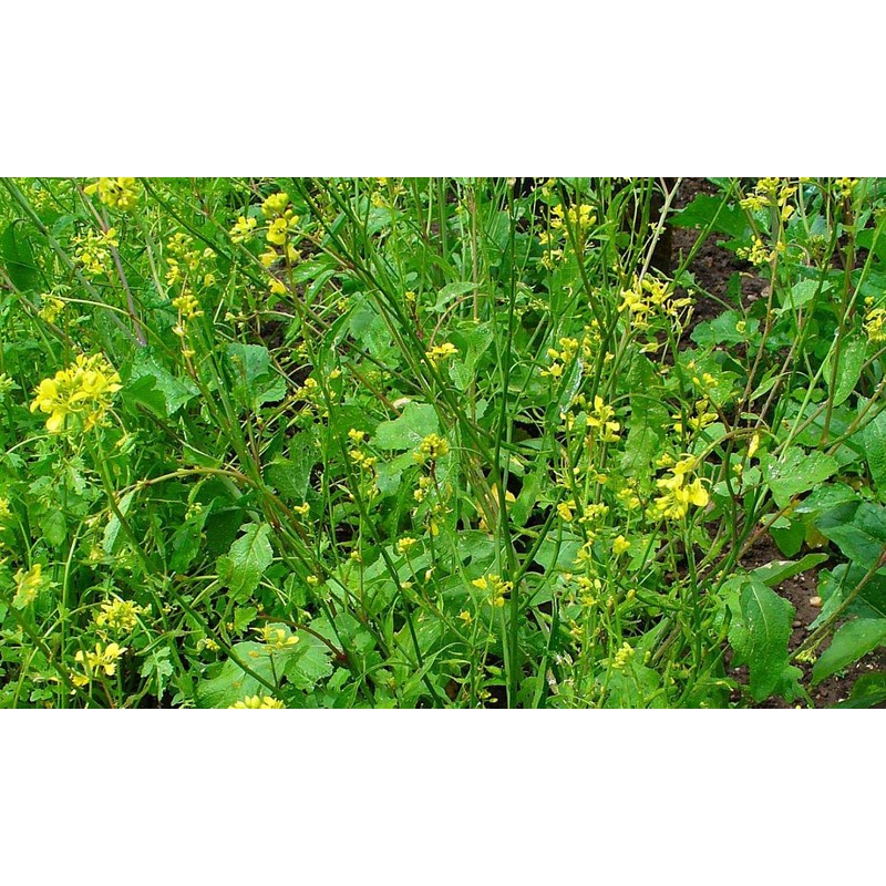 CEMEHA SEEDS - Black Mustard Seeds Non GMO Vegetable for