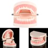 Dental Model, Dental Standard Teeth Model Tooth Brushing Model PVC
