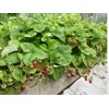 22Day Seeds: Seeds Alpine Strawberry Alexandria/Everbearing/All Year Round/Non GMO/Heirloom