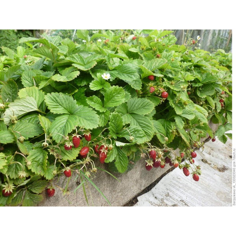 22Day Seeds: Seeds Alpine Strawberry Alexandria/Everbearing/All Year Round/Non GMO/Heirloom