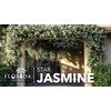 Star Jasmine | 10 Live Plants | Trachelospermum Jasminoides |