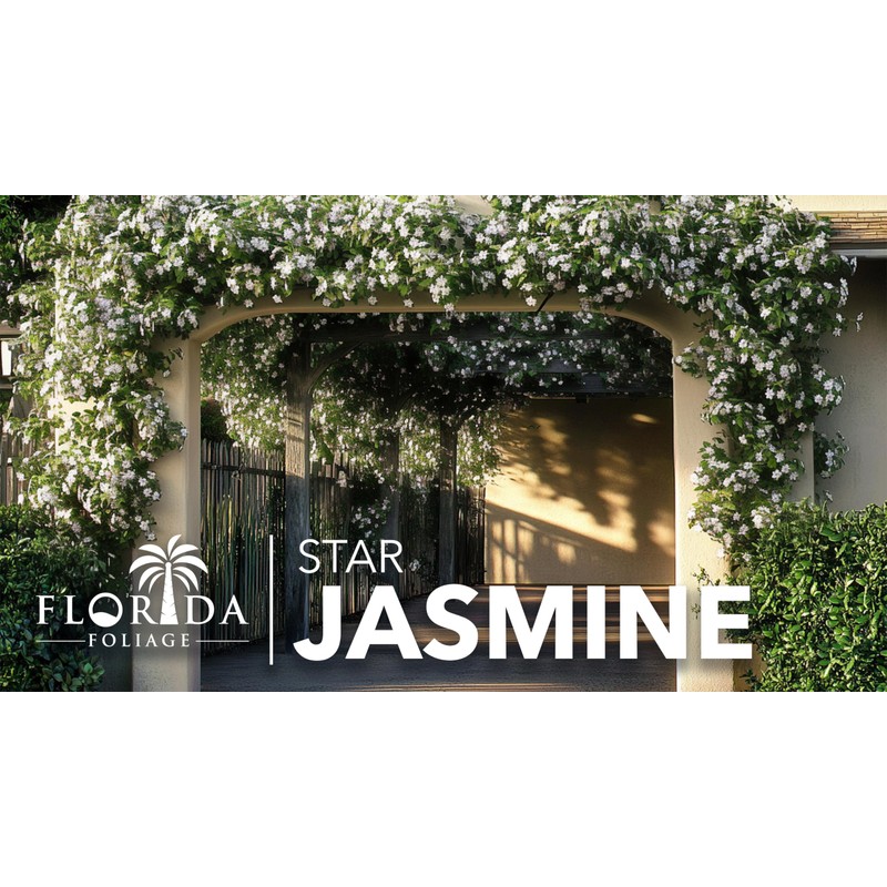 Star Jasmine | 10 Live Plants | Trachelospermum Jasminoides |