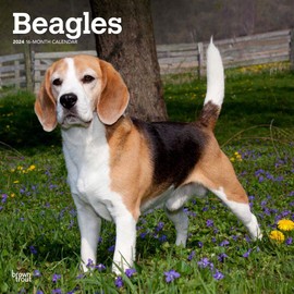 Beagles | 2024 12 x 24 Inch Monthly Square Wall Calendar | BrownTrout | Animals Dog Breeds