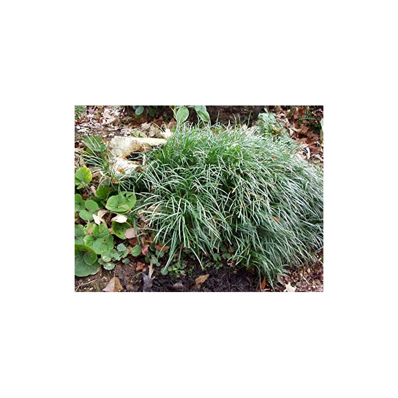 Mondo Grass (Ophiopogon japonicus) 3.5 inch pots. (18)
