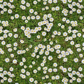 Crafty By Chatham Glyn - Daisy Flowers Floral Fabric by 0.5 Metres 140cm Wide 100% Cotton Digital Craft Fabric Material for Crafts, Quilting, Dressmaking, Sewing, Patchwork (CC426)