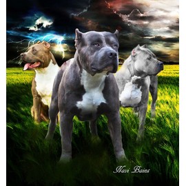 SVT Plush Queen Size Dog Blanket - Extremely Soft - Pitbull Family