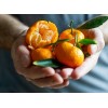 Tree Kishu Mandarin Tree (Seedless) - 24-36" Tall - Live
