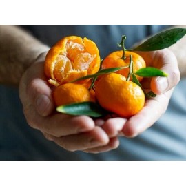 Tree Kishu Mandarin Tree (Seedless) - 24-36" Tall - Live Citrus Plant - Gallon Pot