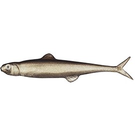Evergreen #57 Minnow Last Ace 75 Trick Shad 3.0 inches (7.5 cm)