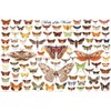 123Posters (36 x 24) Moths of the World Poster