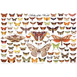 123Posters (36 x 24) Moths of the World Poster