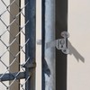 Chain Link Fence Gate Latch with Screws, 1-3/8" Wall Mount