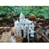 Ghost Pipe Tincture 4oz Harvested In Pennsylvania FREE Shipping