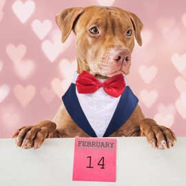 PUMYPOREITY Small Dog Bowtie Tuxedo Suit, Dog Wedding Outfit, Cat Tuxedo, Dog Tuxedo and Bandana Set for Chihuahua, Boston Terrier, Bichon, Corgi, Pomeranian, 2 Pieces/Pack, S, Blue