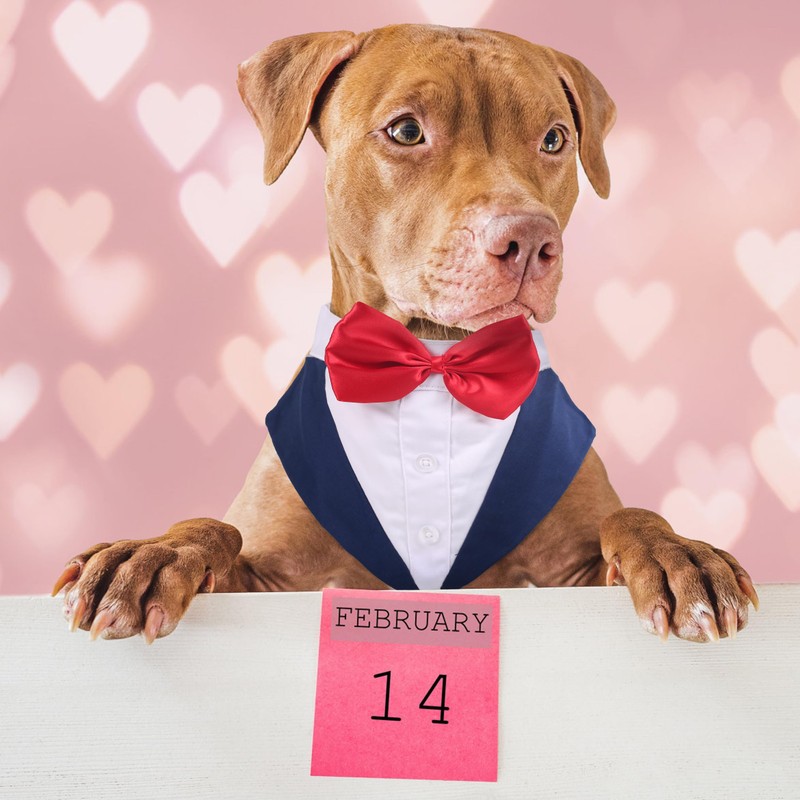 PUMYPOREITY Small Dog Bowtie Tuxedo Suit, Dog Wedding Outfit, Cat