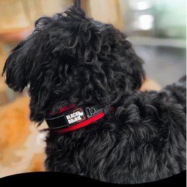 Black Rhino Large Dog Collar - Heavy Duty Adjustable Tactical Dog Collar with Reflective Stitching - 19"-23" Ultra-Soft Neoprene Padded and Weatherproof - Comfortable for Active Dogs - Red and Black