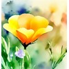 ESCHSCHOLZIA californica (California Poppy, Formula Mix) Flower Seeds, Long-Lasting Blooms,