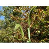 Fresh Giant Bristlegrass Setaria magna 1-gram Native Grass Birds Fresh