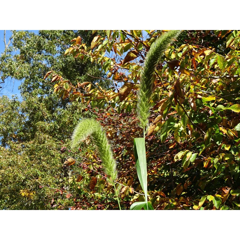 Fresh Giant Bristlegrass Setaria magna 1-gram Native Grass Birds Fresh