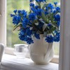 Outsidepride Cornflower Blue - 1000 Seeds