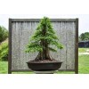 CZ Grain 10 Bald Cypress Bonsai Seeds for Planting Exotic