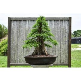 CZ Grain 10 Bald Cypress Bonsai Seeds for Planting Exotic Bonsai Tree