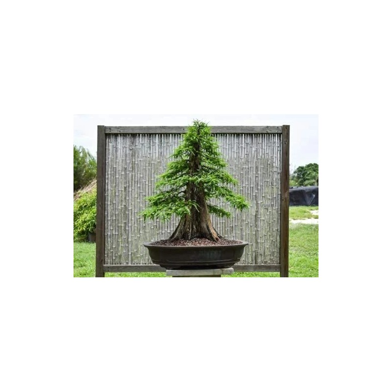 CZ Grain 10 Bald Cypress Bonsai Seeds for Planting Exotic