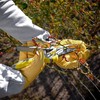 Praknu Leather Rose Gloves – German & Protective Gardening Gloves