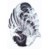 HB251 253 Temporary Fish Tattoo Japanese Koi Tattoo, Japankoi Tattoo,
