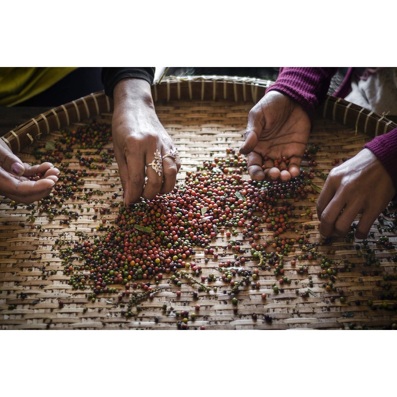 Organic Kampot Pepper Rare Cambodian Peppercorns Black 4 Ounce